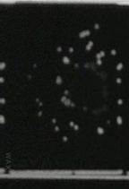 ���̂����� : �������鋰�|