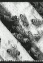 T�l� d'Abeilles : A Bout de Bras