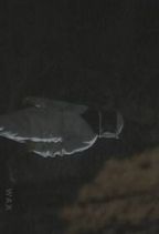 ���� : �����̒�