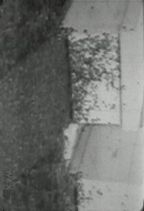 �I : �����ꂽ�Q��