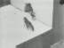 Abeilles : Abeille M�sopotamiene