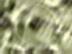T�l� d'Abeilles : Cccupe et Proche