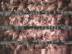 ���I�e���r : ��̓͂��Ƃ����
