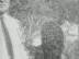 Abeilles : Manipul�e